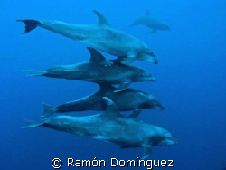 Some bottle nose dolphins to start a diving day in Socorr... by Ramón Domínguez 
